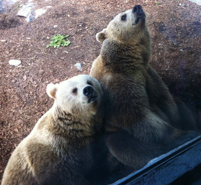 Brown bear, brown bear, what do you see?