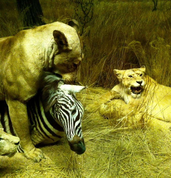 Natural History Museum 